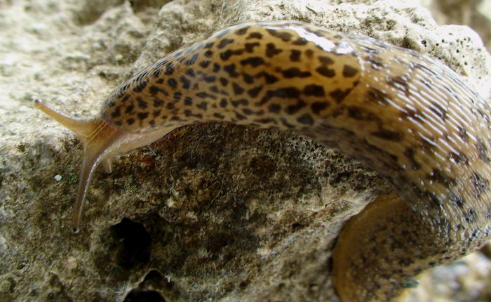 Variazioni di colore in Limax sp da Cassino